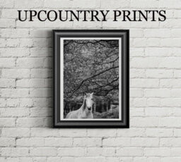 Horse Photo Print Farmhouse Wall Art - Digital Download - thumbnail 1