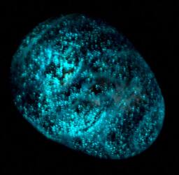 Glow in The Dark Cobalt Blue Blacklight Egg - Handblown Glass