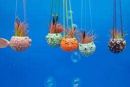 Mini, Hanging Puffer Fish Planters, Air Planter