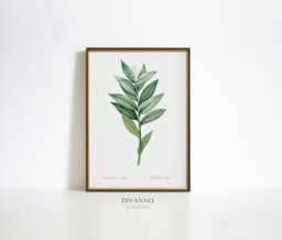 Wildflower Print, Antique Starflower Wall Art, Botanical Poster, Farmhouse Floral Decor, Woodland Herb Art Chart, Garden Canvas, Print Gift - thumbnail 1