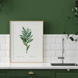 Wildflower Print, Antique Starflower Wall Art, Botanical Poster, Farmhouse Floral Decor, Woodland Herb Art Chart, Garden Canvas, Print Gift - thumbnail 3