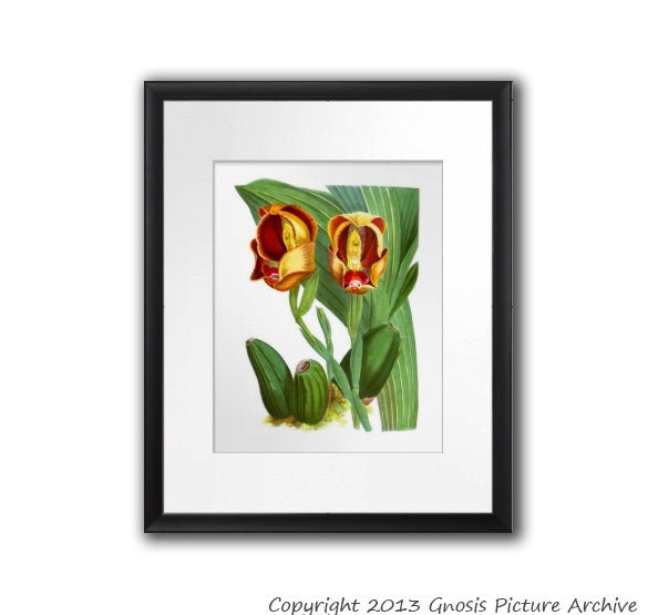 Antique Botanical Print Orchid No.1 Wall Art Tropical Decor Hanging Orange Red Green Botanical Flower Print 8x10 Giclee - image 1