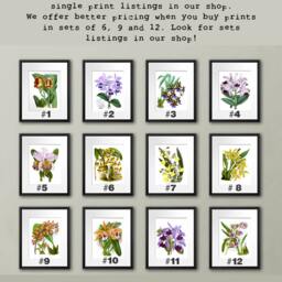 Antique Botanical Print Orchid No.1 Wall Art Tropical Decor Hanging Orange Red Green Botanical Flower Print 8x10 Giclee - thumbnail 4