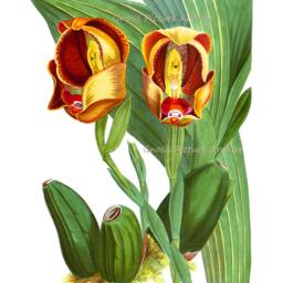 Antique Botanical Print Orchid No.1 Wall Art Tropical Decor Hanging Orange Red Green Botanical Flower Print 8x10 Giclee - thumbnail 3