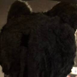 Giant Realistic Cat Head - thumbnail 4
