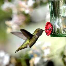 Upcycled Soda Bottle Hummingbird Feeder Barq's Root Beer - thumbnail 2