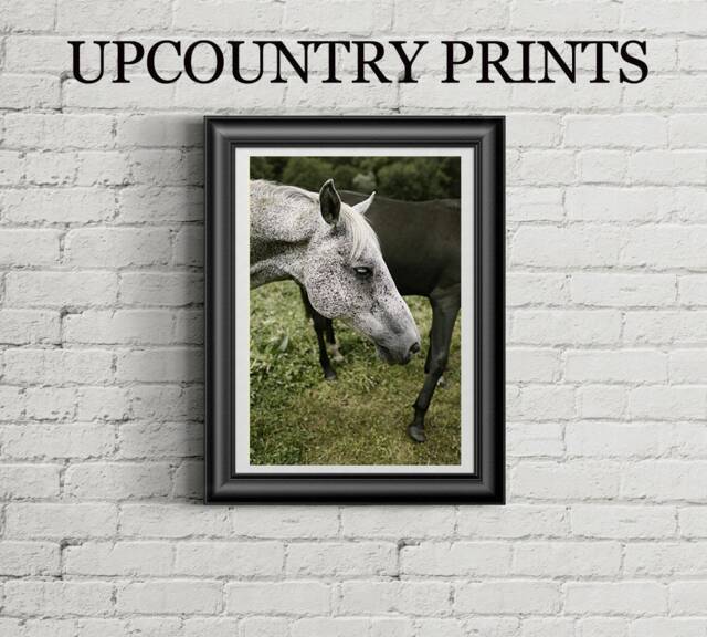 White Horse Photo Print Farmhouse Wall Art - Digital Download - image 1
