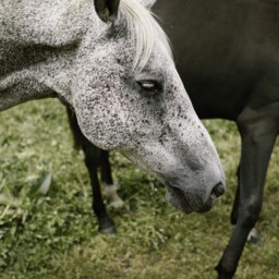 White Horse Photo Print Farmhouse Wall Art - Digital Download - thumbnail 2