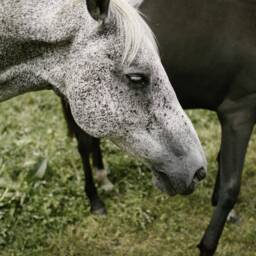 White Horse Photo Print Farmhouse Wall Art - Digital Download - thumbnail 4