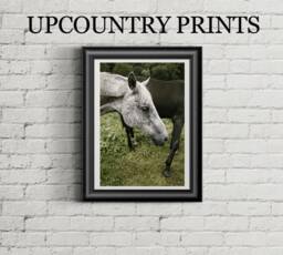White Horse Photo Print Farmhouse Wall Art - Digital Download - thumbnail 1