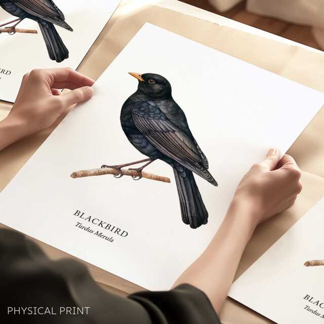 Bird Wall Art, Print, Garden Birds, Lover Gift, Watching, Illustration, Blackbird, Decor - image 1