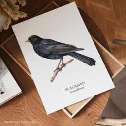 Bird Wall Art, Print, Garden Birds, Lover Gift, Watching, Illustration, Blackbird, Decor - thumbnail 2