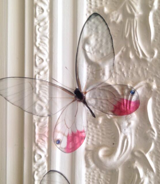 4 Natural 3D Glasswing Butterflies Transparent Replicas Home Wall Decorations Decor, Childrens Bedroom - image 1
