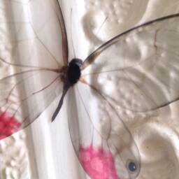 4 Natural 3D Glasswing Butterflies Transparent Replicas Home Wall Decorations Decor, Childrens Bedroom - thumbnail 2