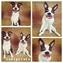 Personalized Pet Clay Folk Art Sculpture Or Memorial Based On Your Pets Photo - thumbnail 2
