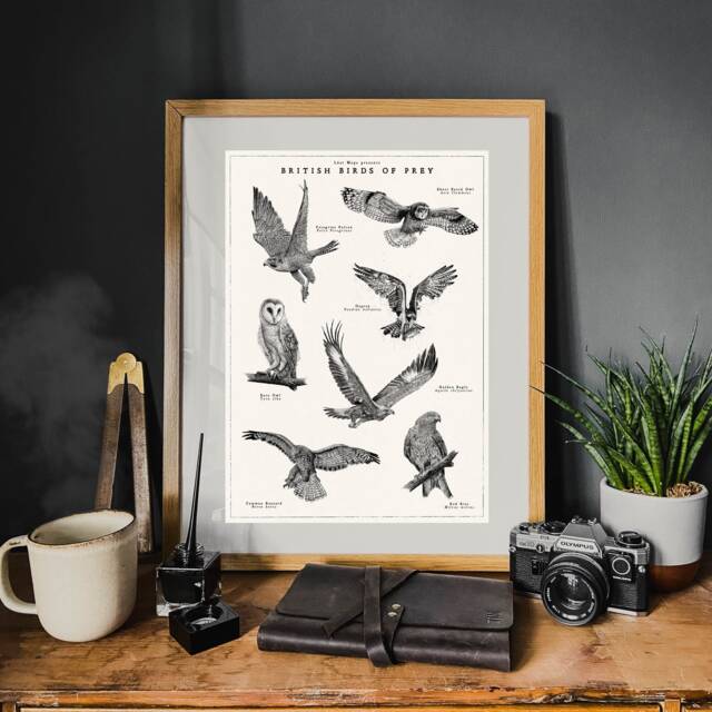 British Birds Of Prey Poster, Vintage Bird Artwork, Hand-Drawn Wildlife Wild Collection - image 1