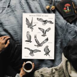 British Birds Of Prey Poster, Vintage Bird Artwork, Hand-Drawn Wildlife Wild Collection - thumbnail 3