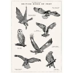 British Birds Of Prey Poster, Vintage Bird Artwork, Hand-Drawn Wildlife Wild Collection - thumbnail 2
