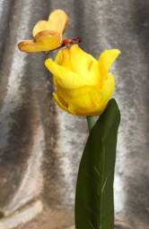 "Alice in Wonderland - Non Talking Flowers ""Bread & Butterflies Kissing The Tulips Yellow" - thumbnail 3