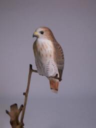 5-1/2 Inches Red-Tailed Hawk Hand Carved & Painted Wooden Bird - thumbnail 3