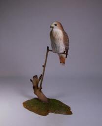5-1/2 Inches Red-Tailed Hawk Hand Carved & Painted Wooden Bird - thumbnail 1