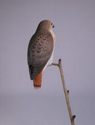 5-1/2 Inches Red-Tailed Hawk Hand Carved & Painted Wooden Bird - thumbnail 2