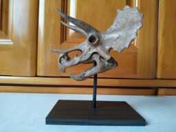 17cm???dinosaur Model/Triceratops Skull Small Model Xs-Ni - thumbnail 1