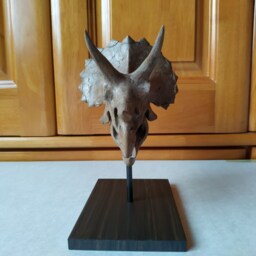 17cm???dinosaur Model/Triceratops Skull Small Model Xs-Ni - thumbnail 3