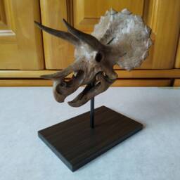 17cm???dinosaur Model/Triceratops Skull Small Model Xs-Ni - thumbnail 4
