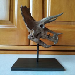 17cm???dinosaur Model/Triceratops Skull Small Model Xs-Ni - thumbnail 2