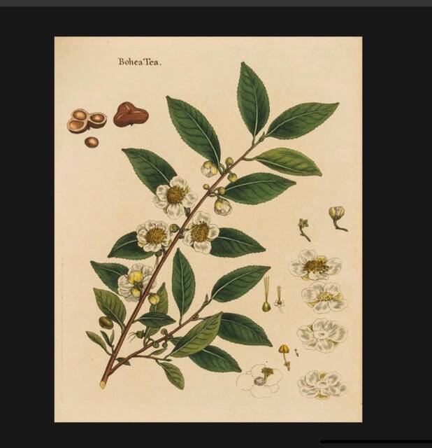 Vintage Camellia Print, Botanicals Nature Print