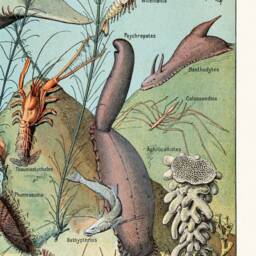 Sea Creatures Canvas Prints, Vintage Marine Biology Art, Set Of 2 - Rolled - thumbnail 3