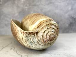Giant Pottery Seashell. Home D??cor Ceramic Sculpture