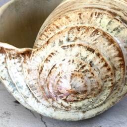 Giant Pottery Seashell. Home D??cor Ceramic Sculpture - thumbnail 3
