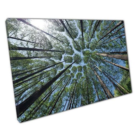 Majestic Forest Canvas Print Earth View Wall Art For Home & Office Nature Decor - image 1