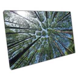 Majestic Forest Canvas Print Earth View Wall Art For Home & Office Nature Decor - thumbnail 1