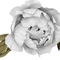 Black & White Peony #6 Leaves Removable Wall Decal Individual Peonies Baby Girl Room Nursery Decor - Customize Your Own Sticker Set - thumbnail 4