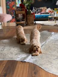 Speckled Silver 100% Leather Metallic Cowhide Available - Gold Under Sep. Listing