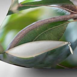 Ringtail Possum Throw Pillow Cover - Australian Wildlife Decor - thumbnail 3