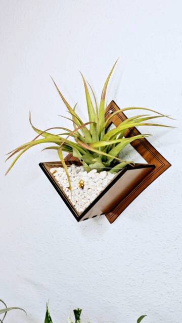 Laser Cut Wood Air Plant Holder - Wall Mounted Living Art Planter - image 1