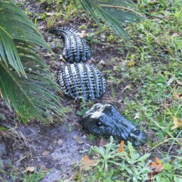 3Pc Alligator Statue 32 Inches - thumbnail 2