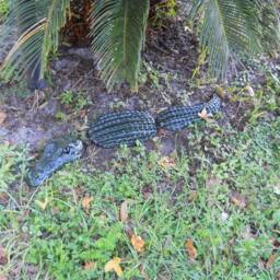 3Pc Alligator Statue 32 Inches - thumbnail 3