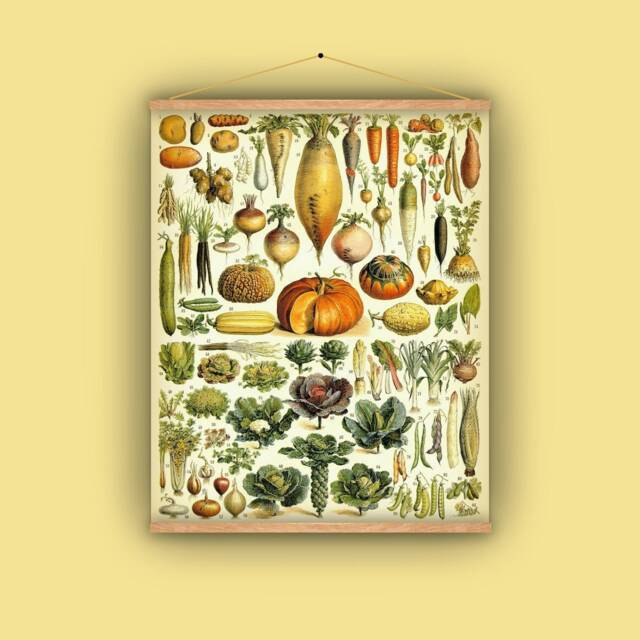 Vegetables, Pull Down Chart, Wall Hanging, Antique Image, Vintage Art, Turnip, Potato, Squash, 1880S, French, Onion, Beans, Carrots - image 1