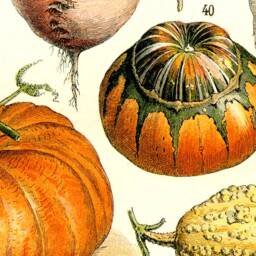 Vegetables, Pull Down Chart, Wall Hanging, Antique Image, Vintage Art, Turnip, Potato, Squash, 1880S, French, Onion, Beans, Carrots - thumbnail 2