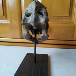 17cm???dinosaur Model/Brachiosaurus Skull Small Model Wl-001 - thumbnail 3