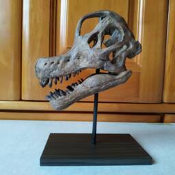 17cm???dinosaur Model/Brachiosaurus Skull Small Model Wl-001 - thumbnail 4