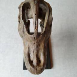 17cm???dinosaur Model/Brachiosaurus Skull Small Model Wl-001 - thumbnail 2