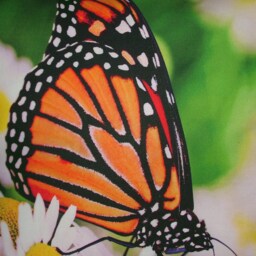 "Pillowcase Photo Print/Print, ""Butterfly 2" - thumbnail 3