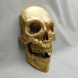 Vampire Skull Gold Wall Art - Full-Size 3D Printed Dracula Replica With Fangs - thumbnail 3