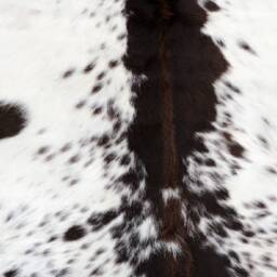 Large Floor Area Tricolor Cowhide Rug- Natural Cowskin Rug in Black & White - Real Cow Leather Personalized Gift For Him/Her - thumbnail 3